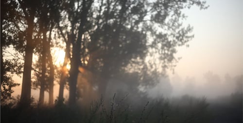 Sunrise In The Grove