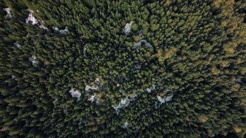 Drone Top View Flying Down To Forest Trees With Light Snow