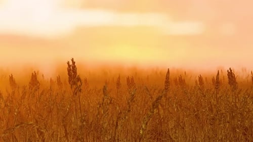 Fields Of Wheat At The End Of Summer Fully Ripe