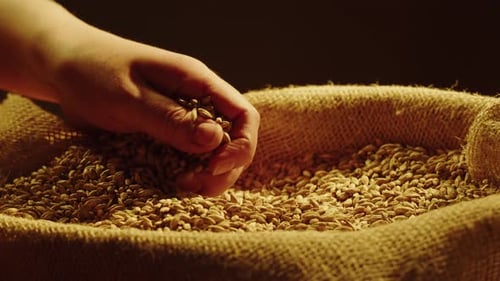 Dry Golden Wheat Closeup