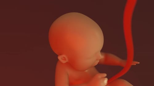 3D Animation of Fetus with Umbilical Cord in Womb