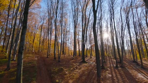 Smooth Flight Between Trees Close to Branches in a Fabulous Autumn Forest