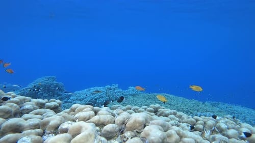 Tropical Colourful Fish and Corals