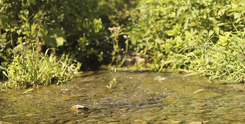Clean Creek And Green Grass