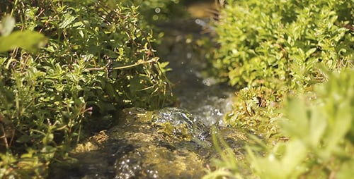 Clean Creek And Green Grass 2