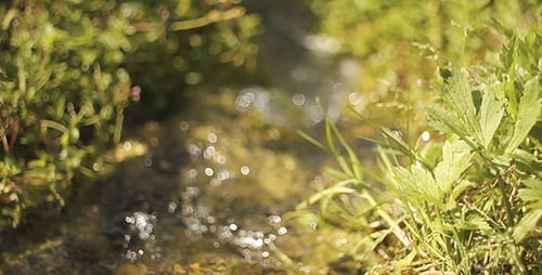 Clean Creek And Green Grass Bokeh