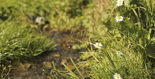 Daisy Flowers And Water Stream Bokeh