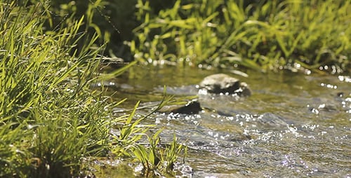 Green Grass And River