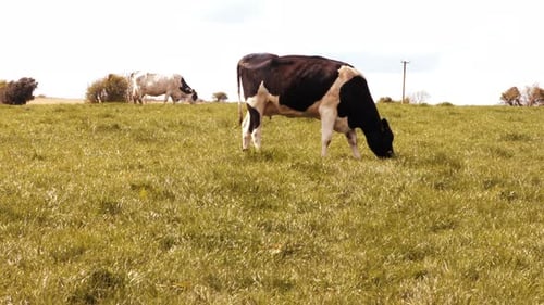 Cows grazing in the field