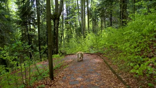 Dog of breed Labrador Retriever walking through forest