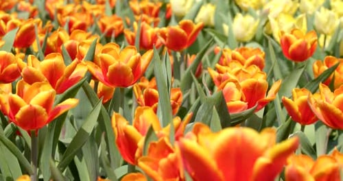Tulip flower farm