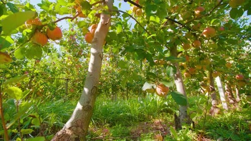 Orange Ripe Apples Grow on Long Rows of Trees at Plantation