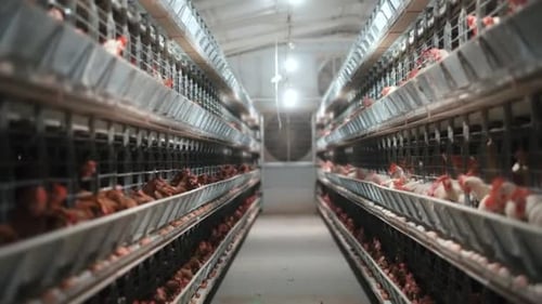 Chickens On Poultry Farm