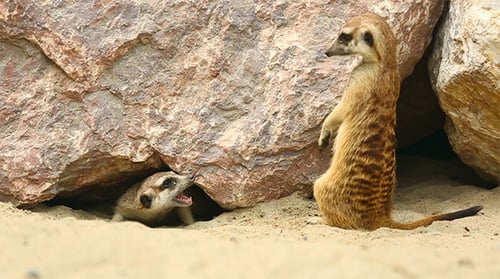 Erdmännchen
