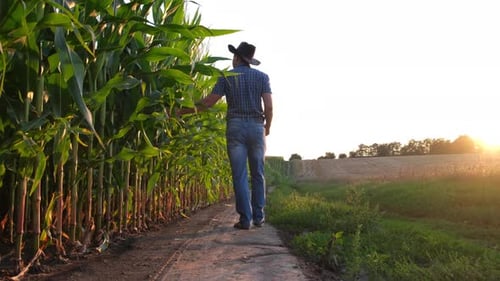 Man Walking Through Rural Farmland at Sunset