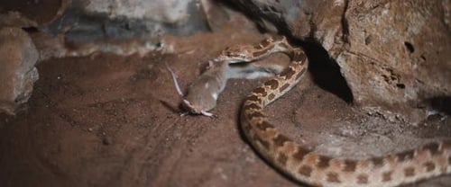Königliche Schlange schleppt eine sterbende Maus auf sandigem Boden. Zeitlupe.