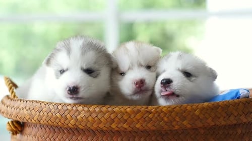 Three Adorable Husky Puppies in a Woven Basket