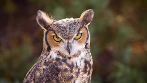 Majestic Great Horned Owl Close-Up in Natural Habitat