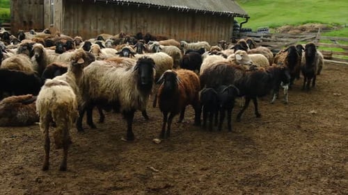 Granja de ovejas con ovejas y cabras
