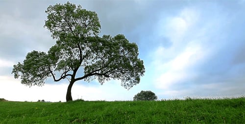 Tree Stands Tall in a Grassy Green Field