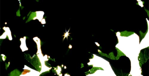 Sunlight Through The Leaves
