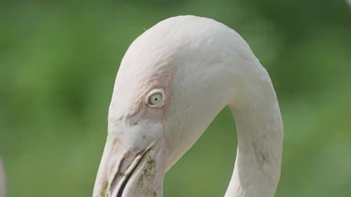 Nahaufnahme Porträt des Großen Flamingos, Phoenicopterus Roseus, der in die Kamera starrt. Großes Rosa Anmutig