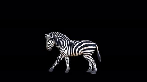 4K Zebra Kick
