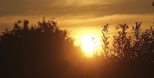 Time Lapse de puesta de sol sobre los árboles