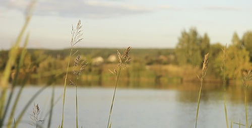 Grünes Gras und See 2