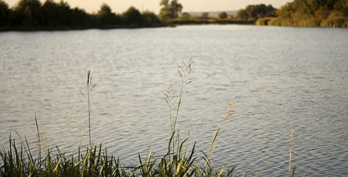 Grünes Gras und See 3