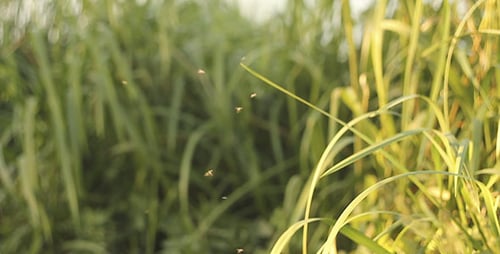 Small Flies And Green Grass
