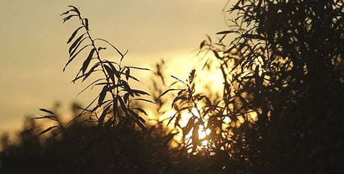 Sunset Over The Tree Leaves 3