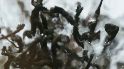 Black Tea Leaves Floating in Water