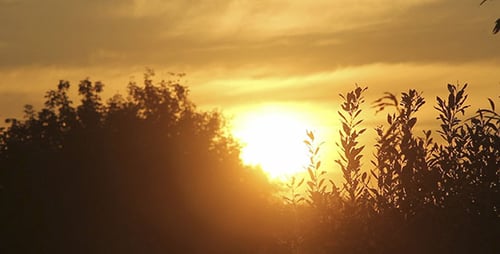 Sonnenuntergang über den Baumblättern 5