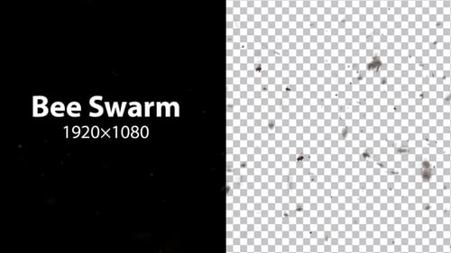 Bienen-Schwarm