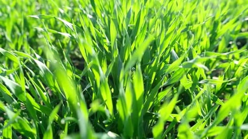 Green Grass Close Up Blurred Effect of Green Grass