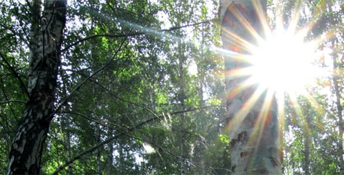 Mañana en un bosque de abedules