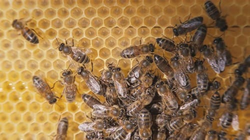 Ein
Bienenschwarm, der an einer Wabe arbeitet, trägt Honig und Nektar.