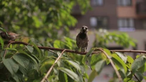 Sparrow Sitting on a Branch