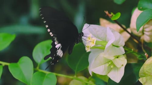 mariposa come néctar cámara lenta