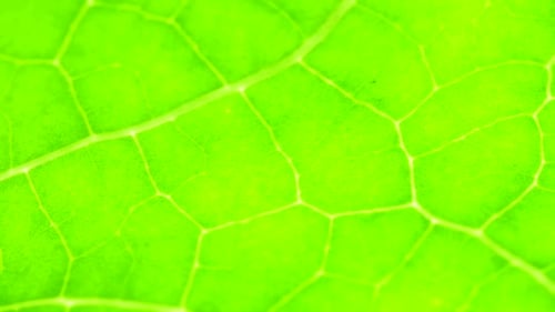 Green Leaf Analysis