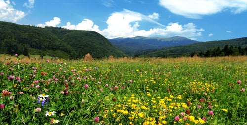 Sommer-Landschaft
