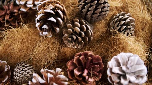 Pine cones and straw arranged during christmas time