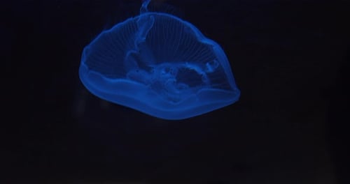 Translucent Blue Jellyfish Floating Slowly in Dark Water