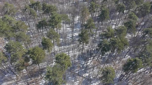 Slow flying above evergreen tree forest by winter 4K aerial video