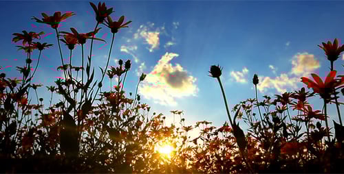 Silhouetted Flowers with Golden Sunset Glow