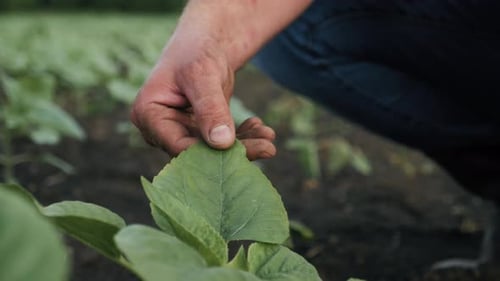 Farmer Hand Touches Green Wheat Crop Germ Agriculture Industry