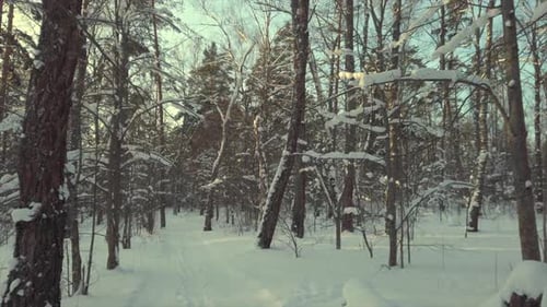 Walking on Winter Forest Road at Beautiful Sunset