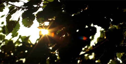 Sun Shining Through Green Tree Leaves