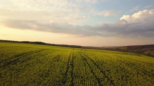 Aerial view of bright green agricultural farm field with growing rapeseed plants at sunset.